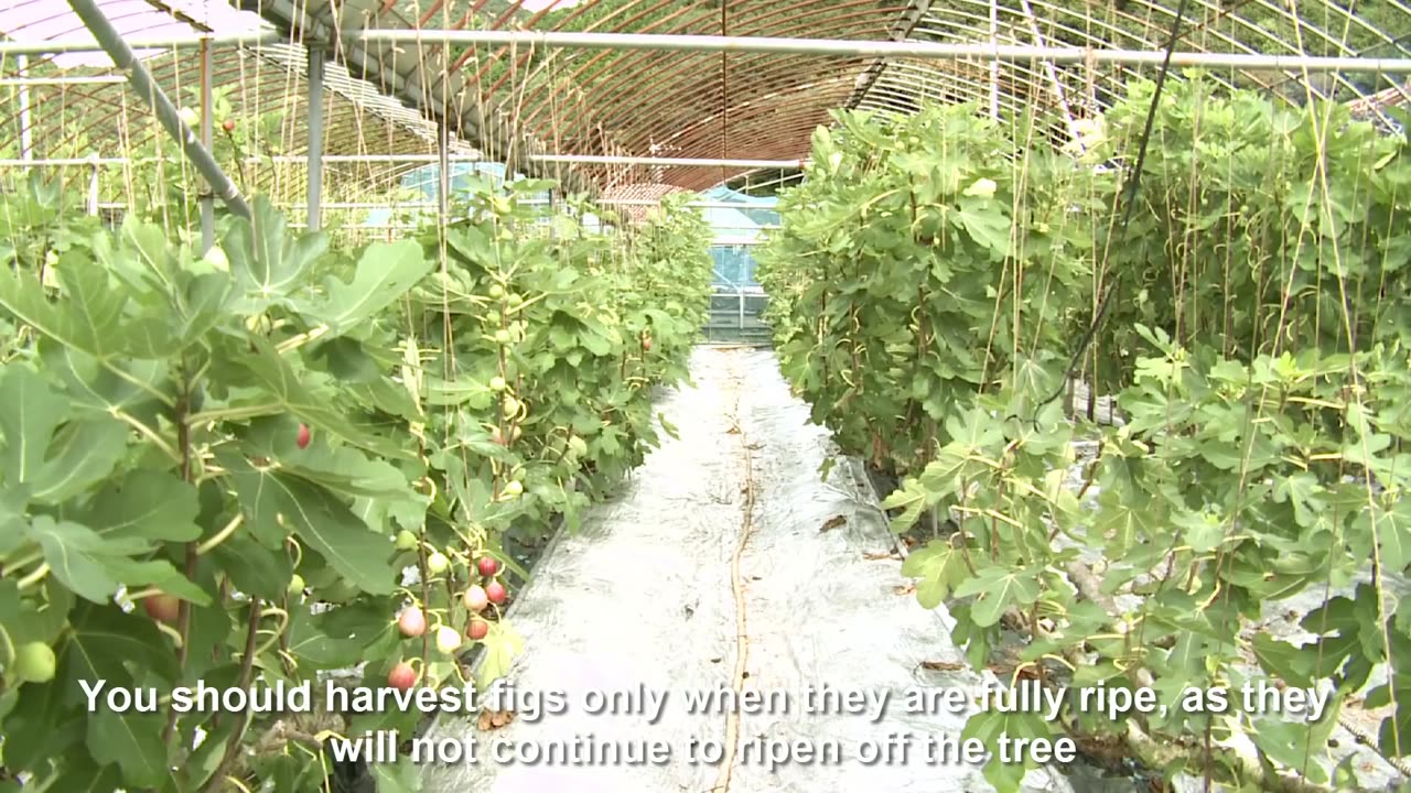 Japan Fig Farm and Harvest - Giant Fig Cultivation Technology