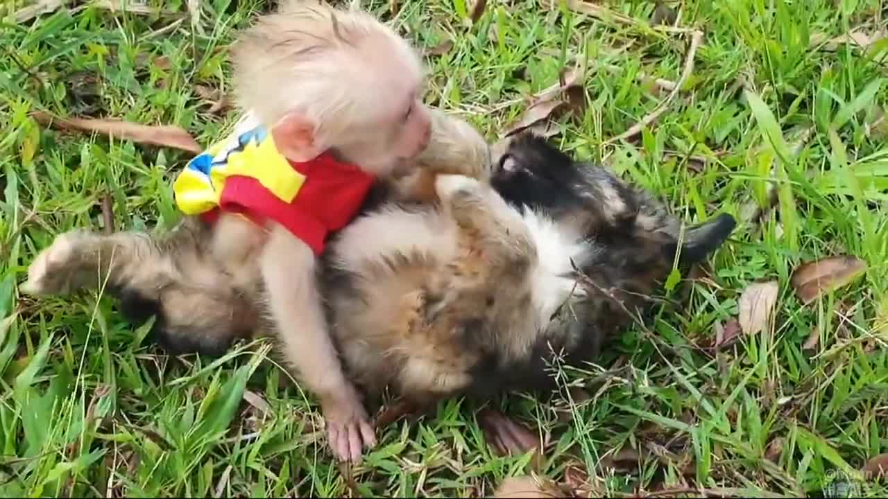 Khỉ con và những người bạn😘🙉🥰 #52