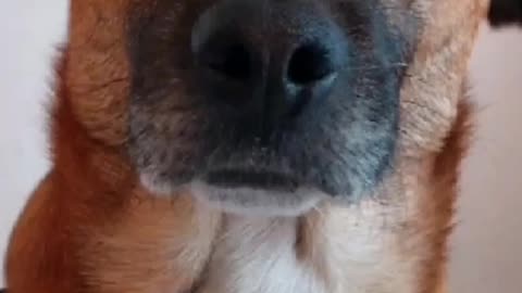 Truth Pups BIG Things Happening Behind The Scenes