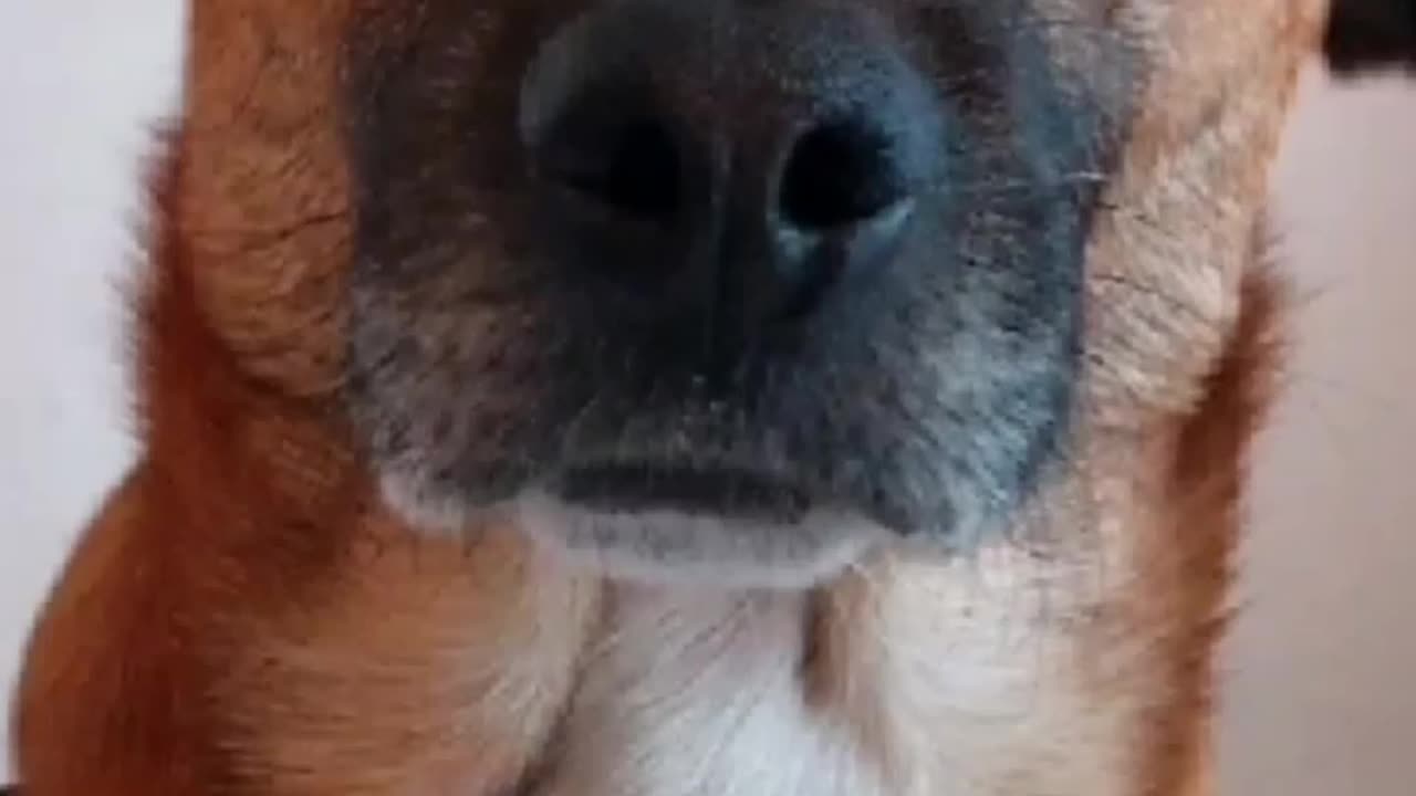 Truth Pups BIG Things Happening Behind The Scenes