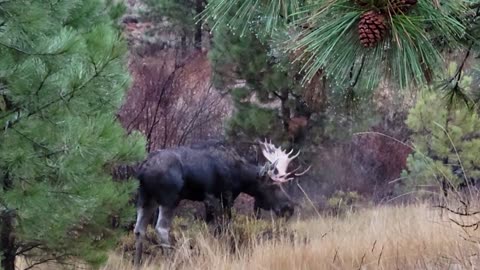 Moose Missing an Antler Palm