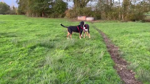 Grosser Schweizer Sennenhund _ Grand Bouvier Suisse _ Albert und Sky spielen Alb