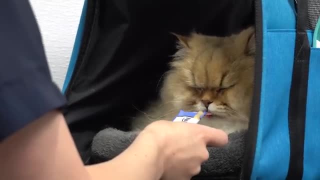 FEROCIOUS cat attacks his groomer