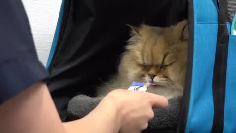 FEROCIOUS cat attacks his groomer