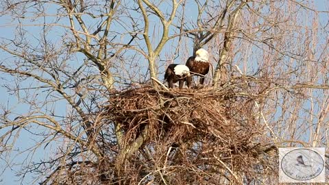 Bald Eagles on the nest....