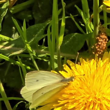 A butterfly and a bee suck nectar from dandelions.