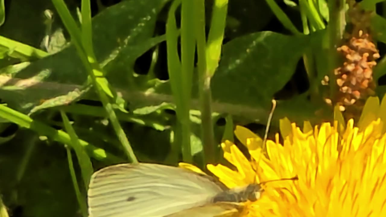 A butterfly and a bee suck nectar from dandelions.