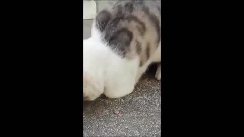 ANIMALES ENGRASADOS PART.2