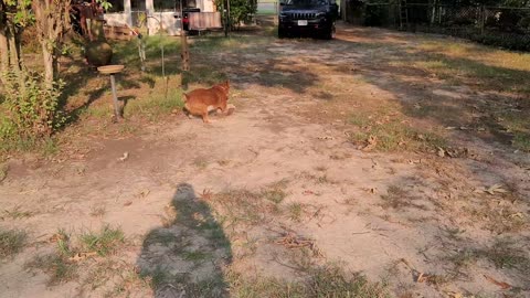 Texas Heeler Football