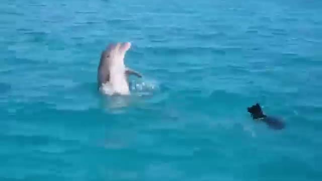 Swimming dogs and dolphins in the sea