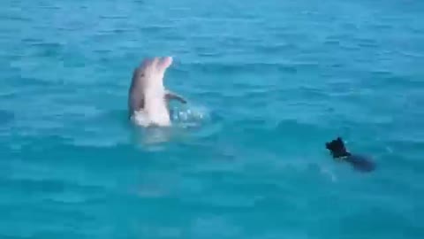 Swimming dogs and dolphins in the sea