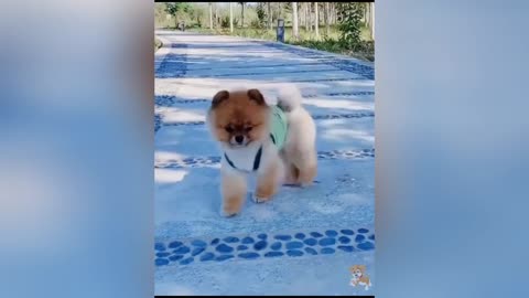 Cute Dogs---Funny Pets Collection