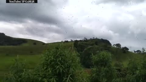 Cloudy with a chance of arachnophobia: raining spiders in Brazil