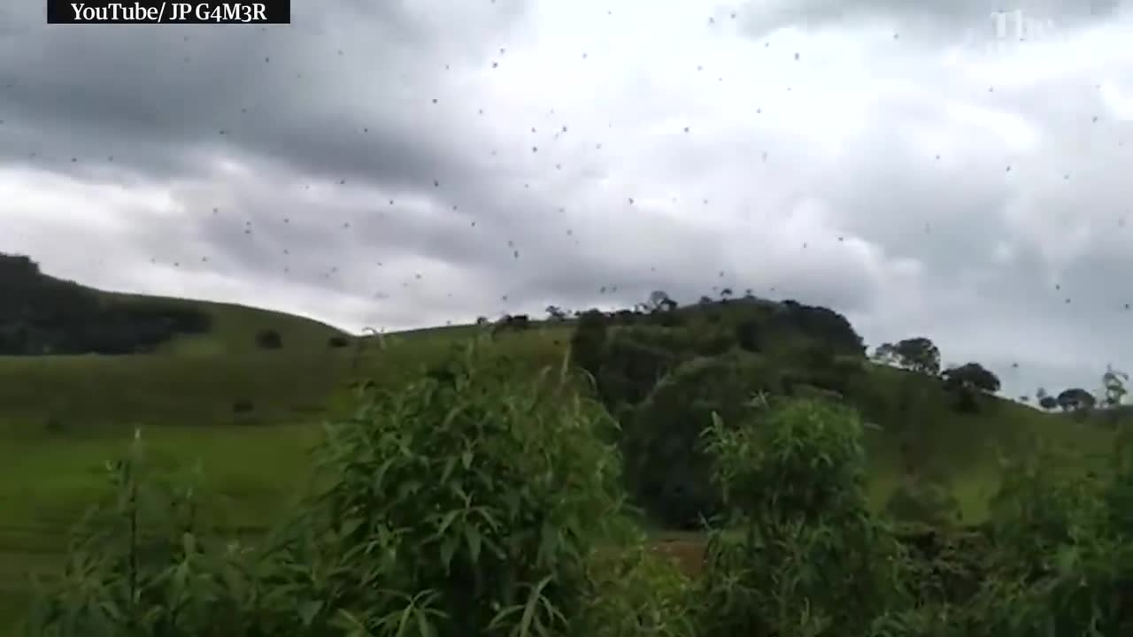 Cloudy with a chance of arachnophobia: raining spiders in Brazil