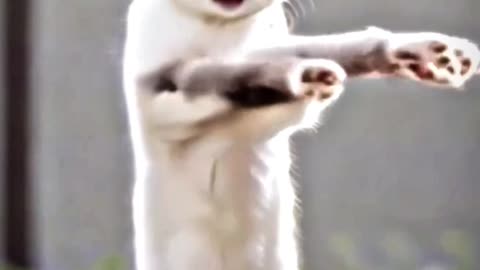 Cat funny dance😂😂