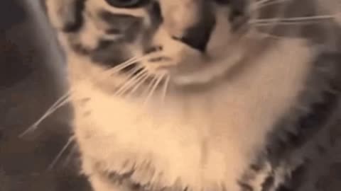 Cute Cat Gif