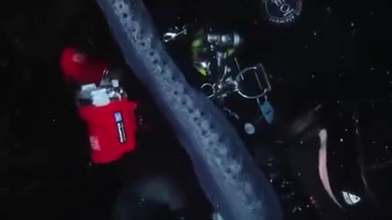 An eight foot, 22-year-old Wolf Eel gets scritches from his diver friend of 18 years