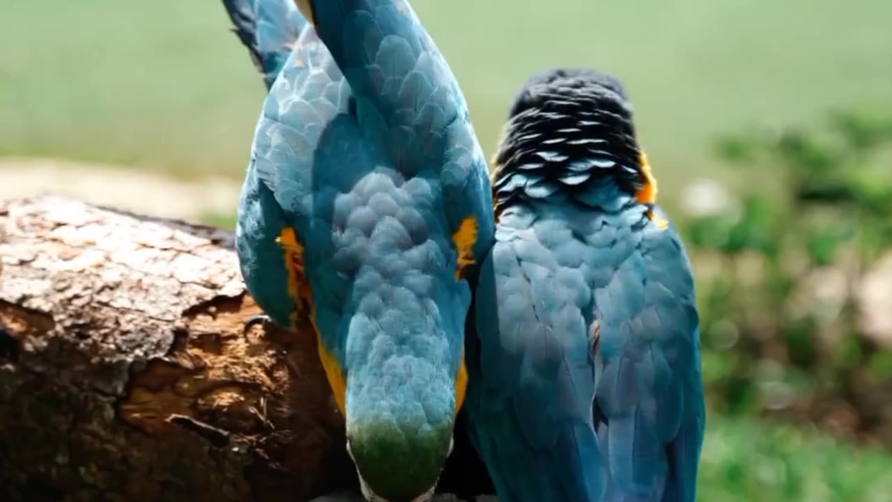 #parrotlover #birds #beautiful #cool 😎🙏