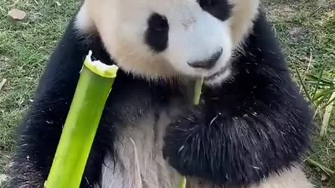 Panda eat bamboo