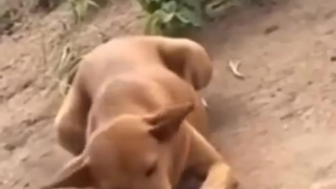 Everywhere is fault in Nigeria dog eat corn