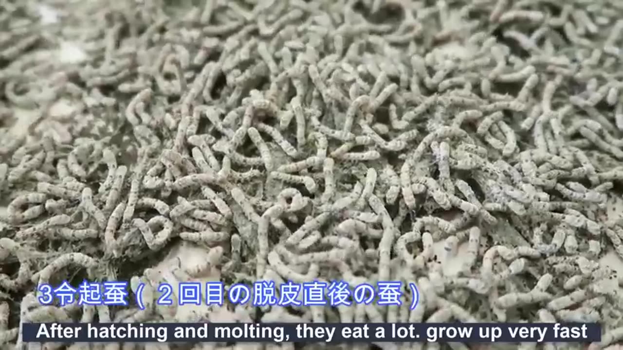 How Japanese Farming Million of SilkWorm for silk - Silk cocoon harvest and process in Factory