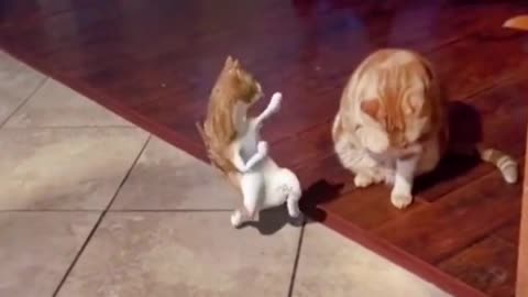 The most Viral dance of Catoo #Viral #Amazing #Shorts