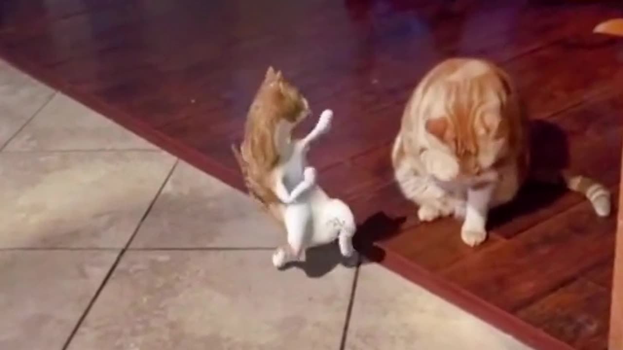 The most Viral dance of Catoo #Viral #Amazing #Shorts