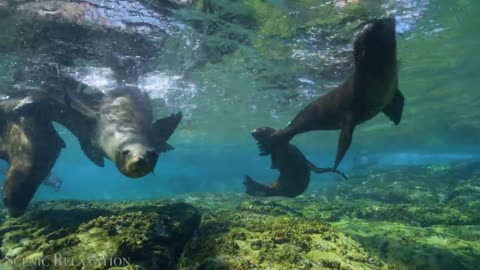 The Ocean 4K - Scenic Wildlife Film With Calming Music-8