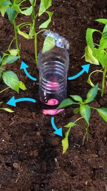 Planting onions and peppers in an unusual way