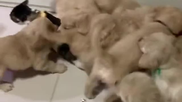 Puppies attacked on Cat its great escape