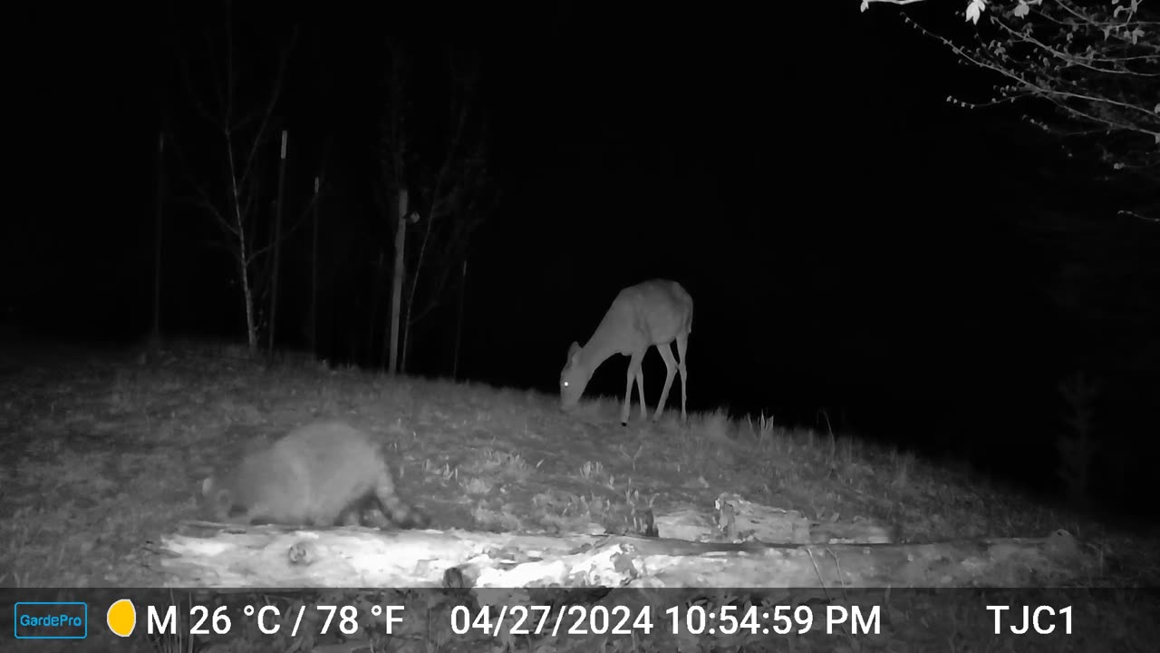 Deer, Raccoon, Storm