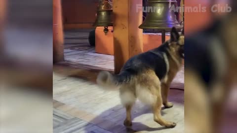 Cat and Dogs funniest videos 2022