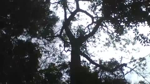 Cajazeiro muito alto no jardim botânico, árvore muito grande! [Nature & Animals]