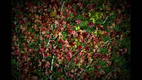 CAP CALL - 10.11.23 - EULOGY