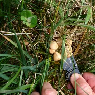 Wild Champignon