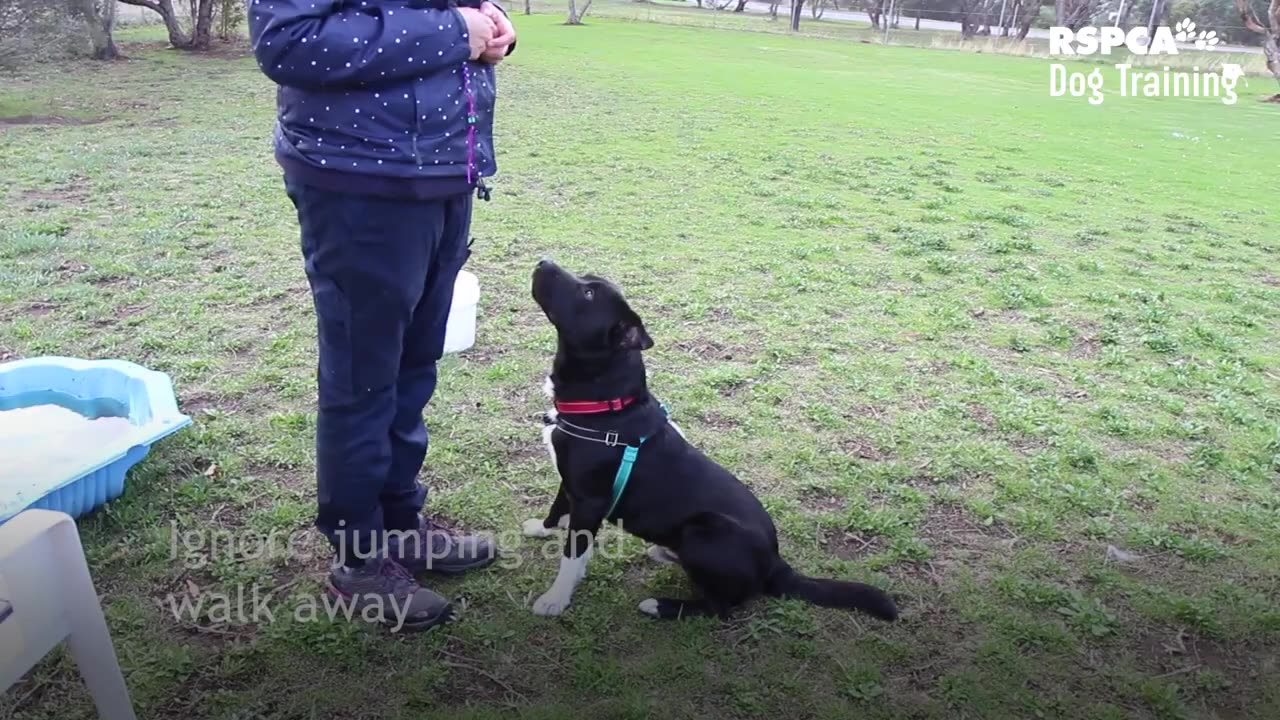 Dog training funy video