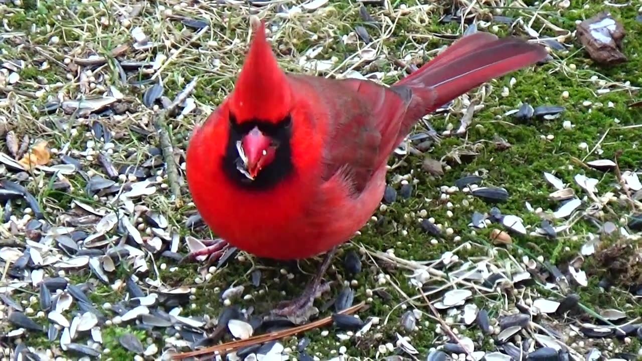 Cardinal