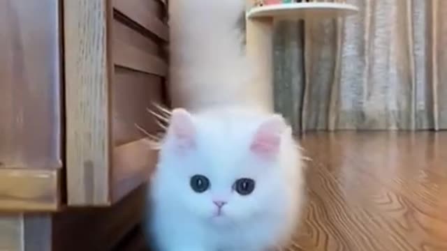 Funny beautiful white cat