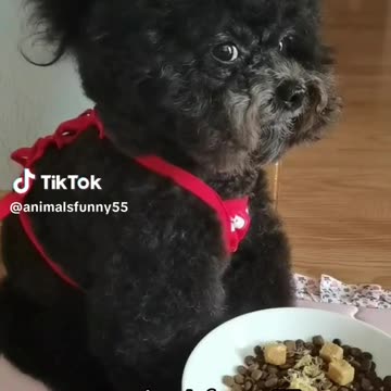 Funny animals compilation videos #12