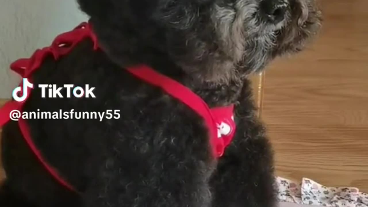 Funny animals compilation videos #12