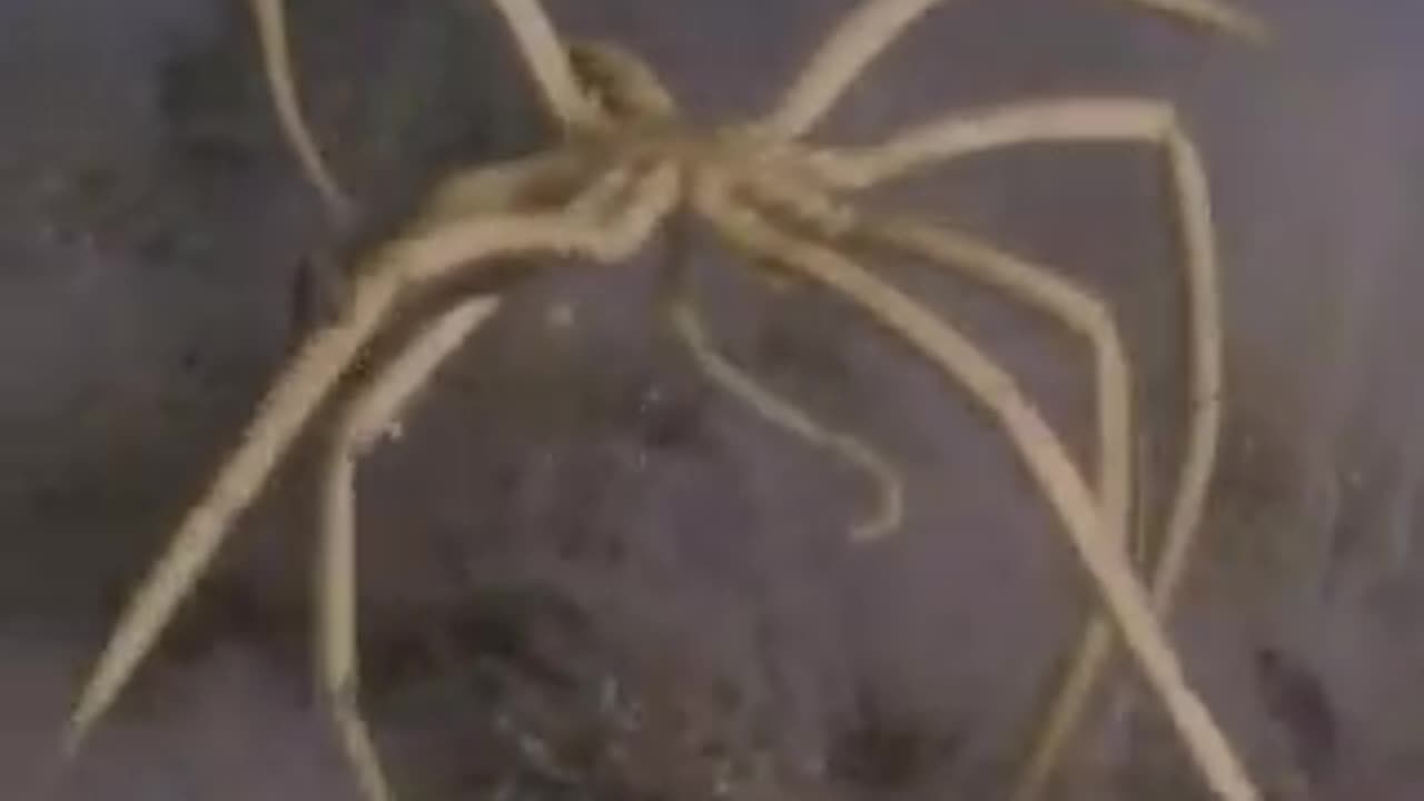 THE ANTARCTIC SEA SPIDER