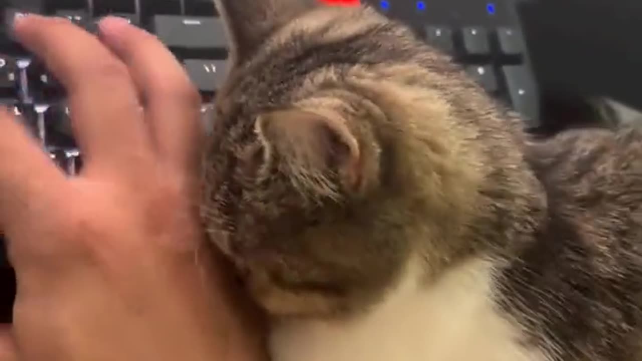I'm bored cat
