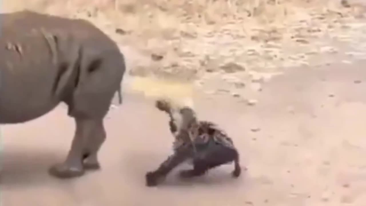 Funny animals