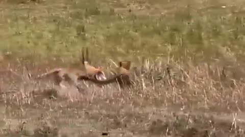 cheetah hunting compilation