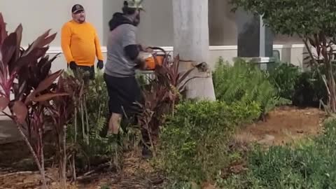 Men Struggle to Cut Down Massive Tree