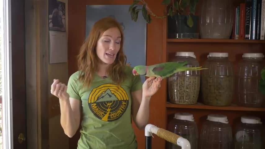 Simple Bird Training with Zapper the Alexandrine Parakeet