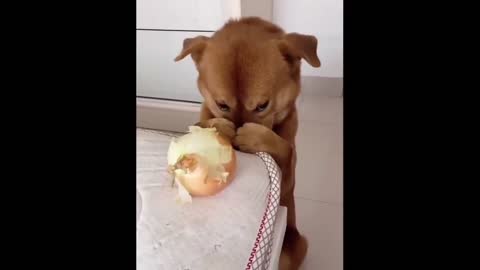 Shocked dog can walk on two legs