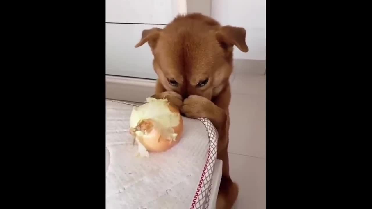 Shocked dog can walk on two legs