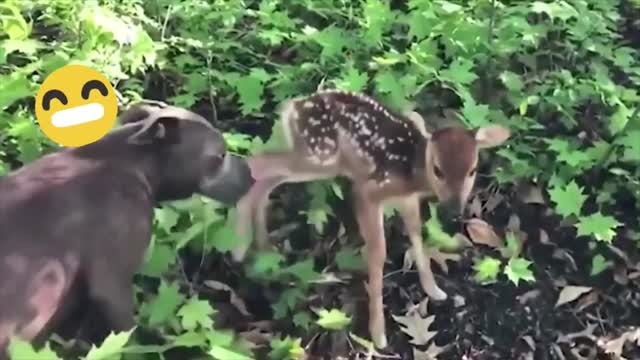 Funniest Animals Try Not To Laugh Funny Domestic And Wild Animal's Life
