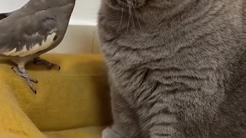 "Feathered Fun: A Playful Encounter Between Cat and Bird"